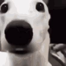 shaking dog gif|Dog Shake GIFs